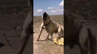 Most Powerful Breed In The World TURKISH KANGAL DOG  #shorts