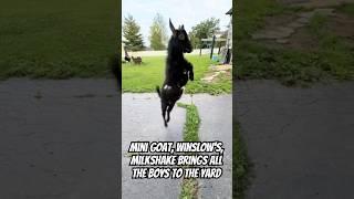 Mini Goat, Winslow’s, Milkshake Brings All The Boys To The Yard #goats #shorts #dancetrend