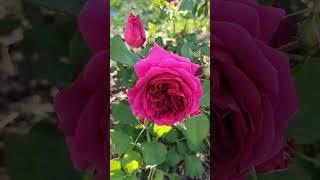 A rose Munstead Wood with beautiful flowers /красиві квіти у троянди Манстед Вуд