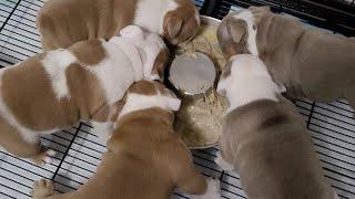 How to feed 5 week old mini English Bulldog Puppies ( Update)