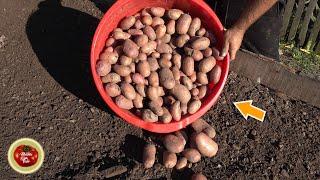 THIS REALLY WORKS! Potatoes are HUGE! Magnetoculture