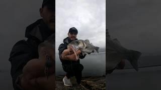🪱~SURFACE BREAKER 🪱 #pesca #pescaspinning #fishing #seabass #spigola #fish #robalo