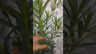 sevaraly#south #gardening #organic #plants #youtubeshorts