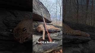 How Not to Kill a Bobcat!!!