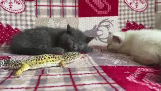 Kittens sleeping with leopard gecko