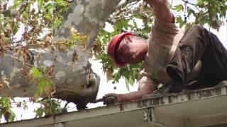 Corrective Cuts for Roof Clearance - Prune Like a Pro