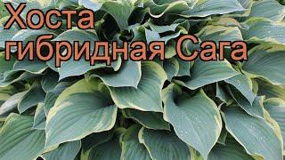 Хоста гибридная Сага (hosta)  гибридная хоста Сага обзор: как сажать, рассада хосты Сага