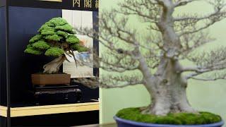 Top 20 Bonsai Trees