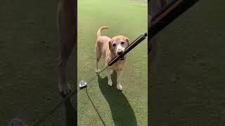 Brewski can read putts, and he can also drain ‘em. This dog rocks. (via heytakea_chance IG)