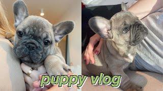 PUPPY VLOG: surprise, i got a frenchie + mini puppy q&a | maddie cidlik