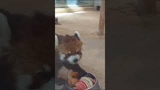 Red Panda #short #shorts #shortsvideos  #RedPanda#Zoo