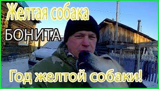 Бонита - собака года // Год желтой собаки //Жизнь в деревне