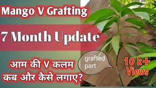 #आम की #कलम कब और कैसे लगाए? | #Mango V #grafting | #gmeriduniya |