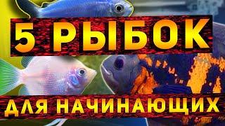 ТОП 5 САМЫХ  НЕПРИХОТЛИВЫХ АКВАРИУМНЫХ РЫБОК ДЛЯ НАЧИНАЮЩИХ АКВАРИУМИСТОВ!