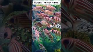 Do You Know What Fish This Is?