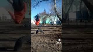 Качиры