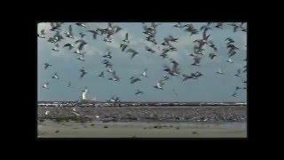 Born to Travel - Protecting Migratory Birds