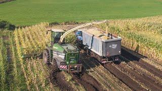 The most powerful forage harvester of Belgium in the mud | Mais 2021 | Krone Big X1180