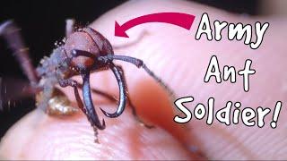 I found AMAZING Army Ants in Costa Rica!