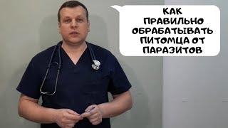 КАК ПРАВИЛЬНО ОБРАБАТЫВАТЬ ПИТОМЦА ОТ НАРУЖНЫХ ПАРАЗИТОВ?