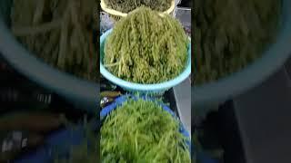 taguig,market #seaweeds #seashells