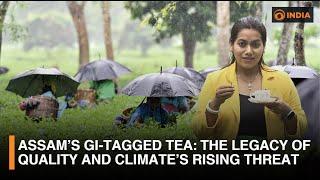Assam’s GI-Tagged Tea: The Legacy of Quality and Climate’s Rising Threat