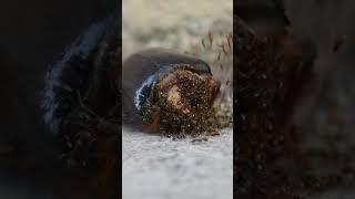 Tetramorium Workers Eating Rinoceros Beetle Timelapse #entomology #myrmecology #ants