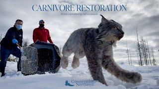 Carnivore Restoration with Conservation Northwest