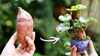 Sweet Potato Teacup Mini Bonsai Summer Free Study【Bonsai diary 8/24】How to Vegetables Yam Gardening