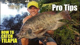 WILD TILAPIA fishing PRO TIPS