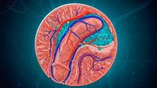 Male Erection Explained – The Science of Arousal and Erectile Dysfunction