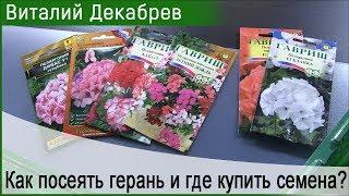 Как посеять герань и где купить семена?