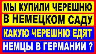 Мы купили черешню в фруктовом саду в Германии.  Какую черешню едят немцы, а какую не едят?