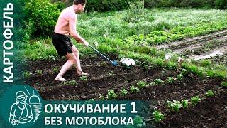  1-е окучивание картофеля с подкормкой навозом и золой по методу Гордеевых