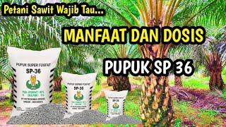 Manfaat dan Dosis Pupuk SP 36 Untuk Kelapa Sawit