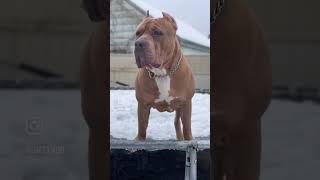 American bully stub! NOW OPEN!! #americanbully #sfb #santosfamilybullies
