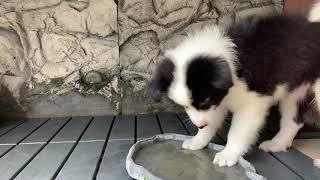 BORDER COLLIE PUPPY'S FIRST WEEK AT HOME!