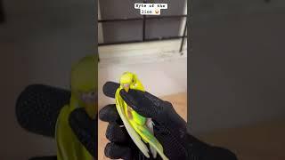 No️touchi touchi#birdfun #parrot #birdfriend #birds #happybird #cutiebird #bestfriend #birdplaytime