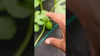 Simple Watermelon Tips for Beginners !    "Early Stage" #watermelon #greentgarden