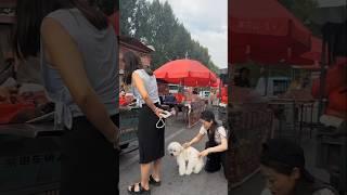 The dog bit the puppy.#shorts #trending