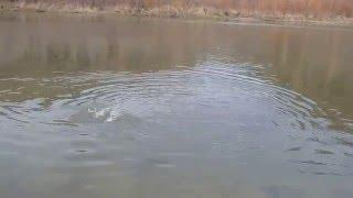 Flycaster Line with size 26 midge on the San Juan River