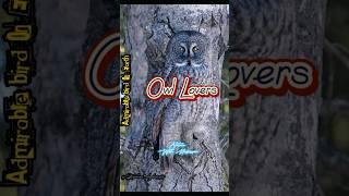 Hidden Owl see you but you can't see #shorts #viral #trending #nature #birds #owl