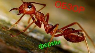 ОБЗОР муравьиной фермы FLOW мох.