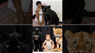 The lion and the boy 