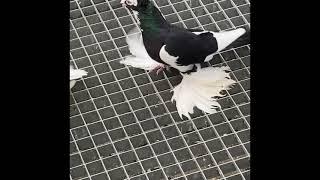 Usbek Pigeons/Usbekische Tauben/Узбекские голуби  (Хаккя)