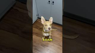 Not Again #puppy #dogsofyoutube #pets #cute #cutenessoverload #shorts #doglife #fyp #funny #sunny