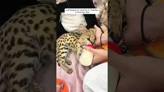 The man found a lonely serval kitten and adopted it #kitten #servalcats #shorts