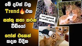 සත්තු කතා කරන |Animales funny videos sinhala |animale memes sinhala | capcut video editing sinhala