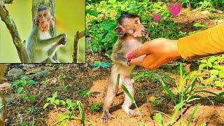01-Life of little monkey baby after kick out from Phnom Pros Wildlife Park by pigtail monkey group.