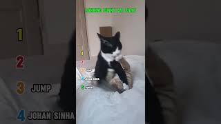 Ranking Funny Cat Fight